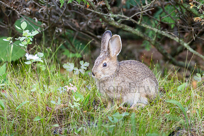 Young Snowshoe Hare