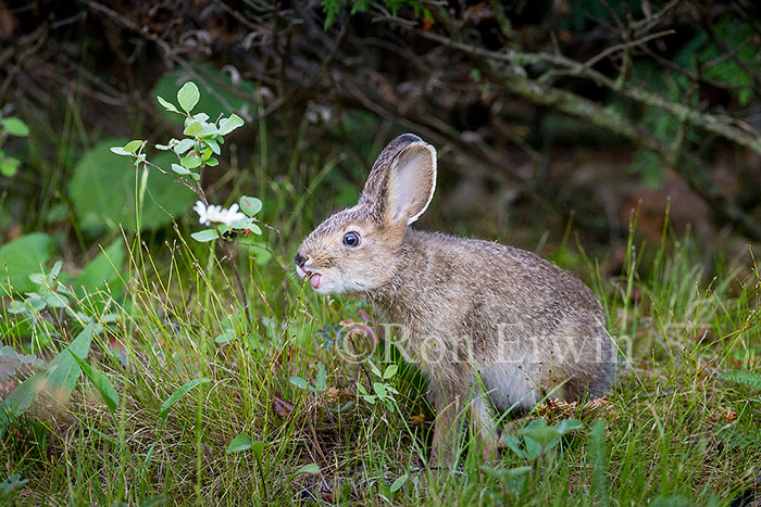 Young Snowshoe Hare