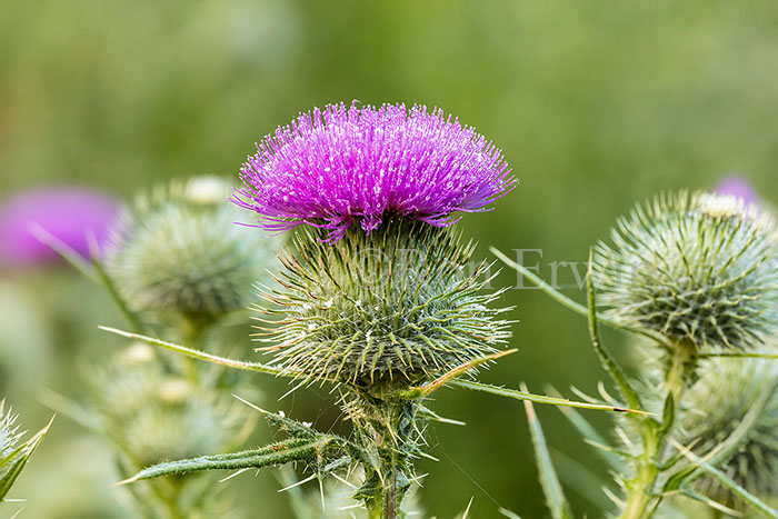 Bull Thistle Flower 