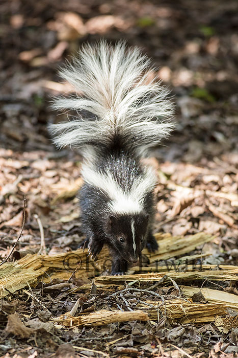 Young Striped Skunk © Ron Erwin