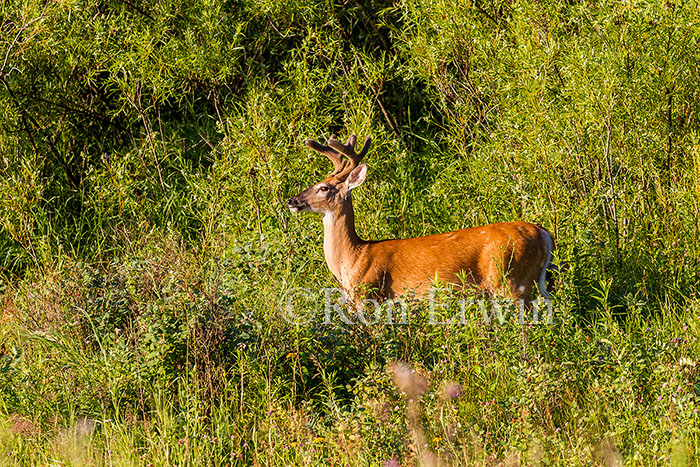 White-tailed Deer Buck © Ron Erwin