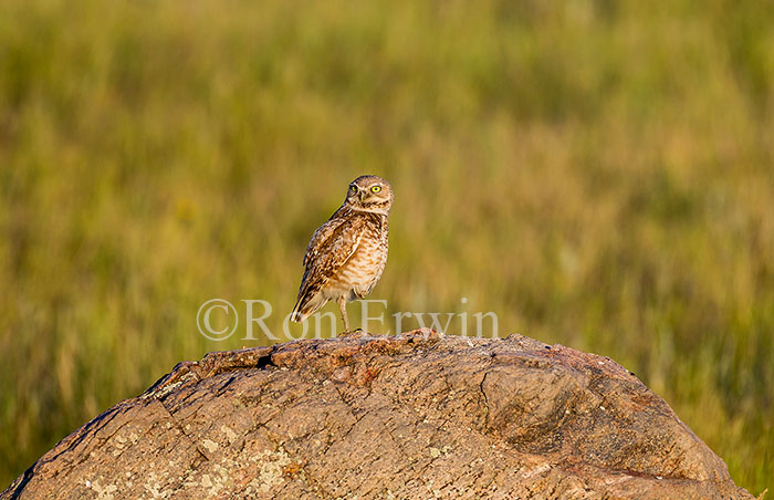 Burrowing Owl