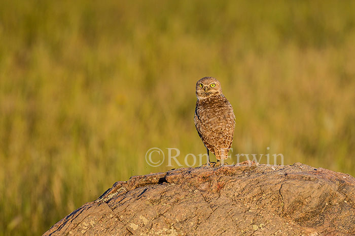 Burrowing Owl Burrowing Owl
