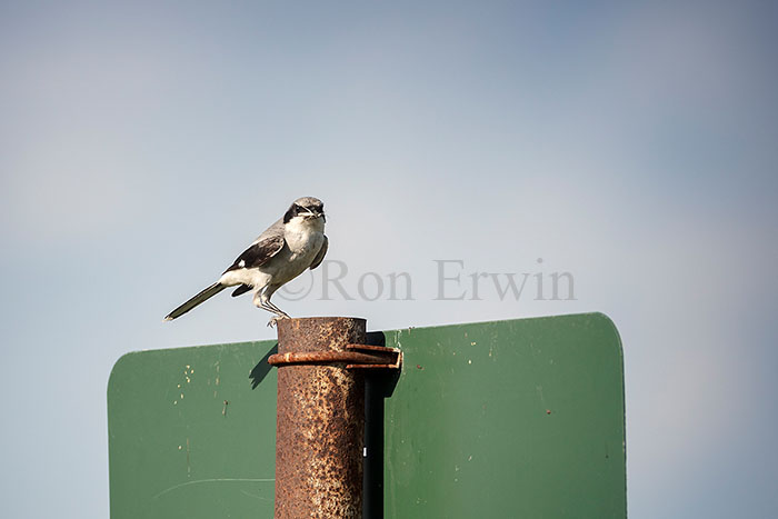  Loggerhead Shrike