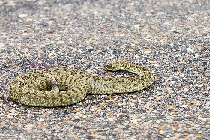 Prairie Rattlesnake