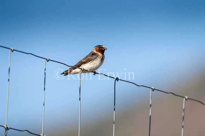 Cliff Swallow Adult