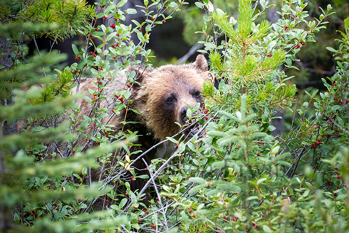 Grizzly Bear