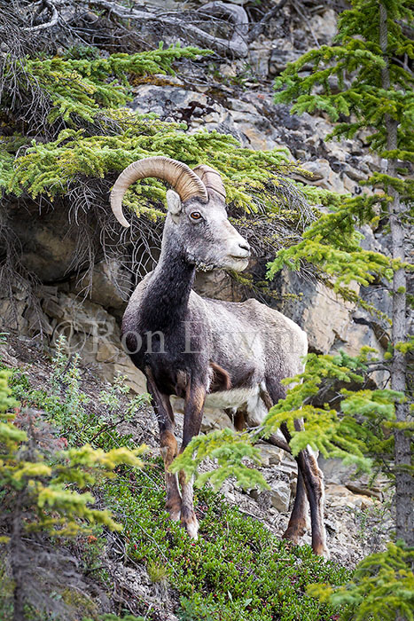 Stone Sheep Ram