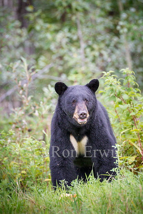 Black Bear