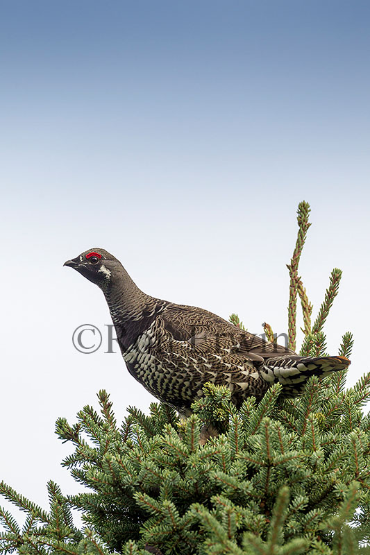 Male Spruce Grouse Male Spruce Grouse