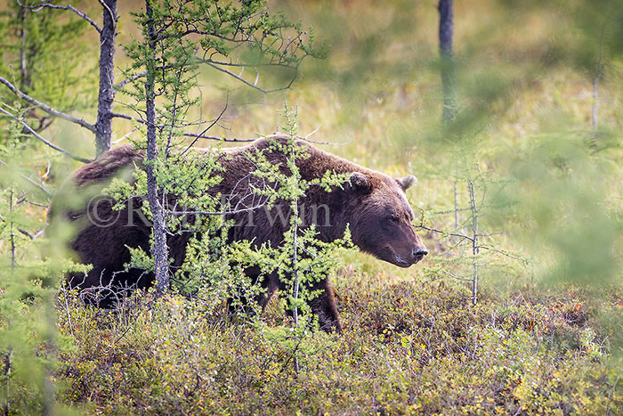 Grizzly Bear