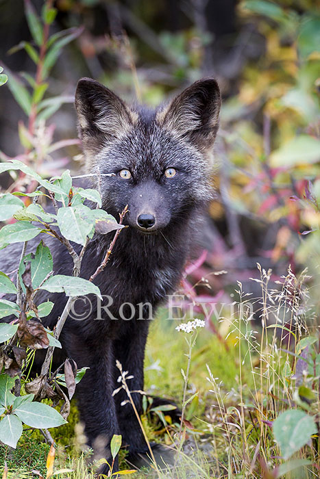 Young Silver Fox (Red Fox)