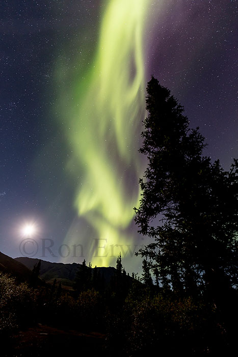 Aurora Borealis at Tombstone Park, YT