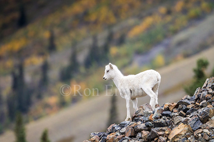 Dall Sheep Lamb, Yukon