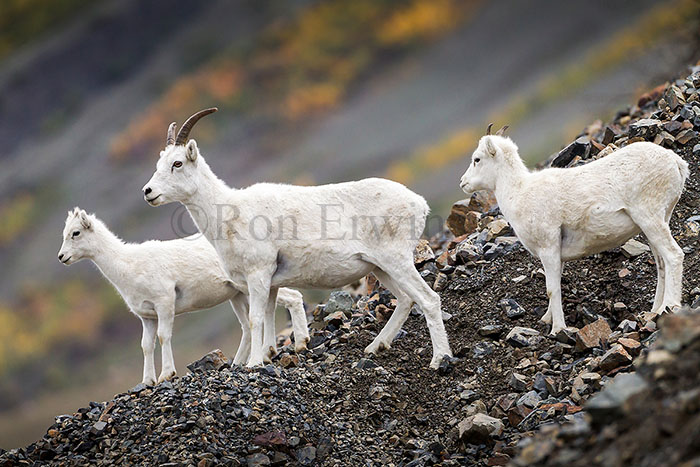 Dall Sheep, Kluane, YT