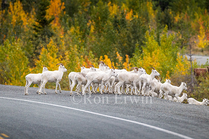 Dall Sheep on Highway
