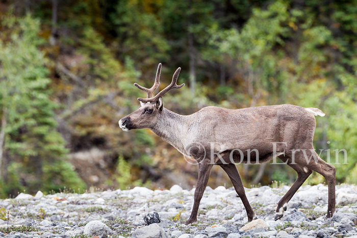 Woodland Caribou