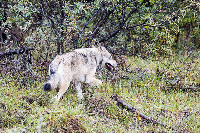 Gray Wolf