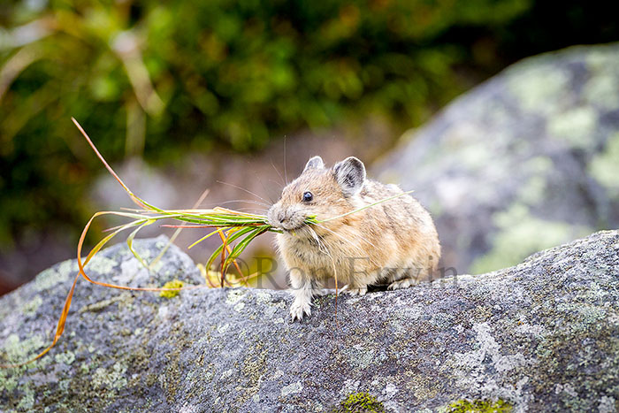 American Pika