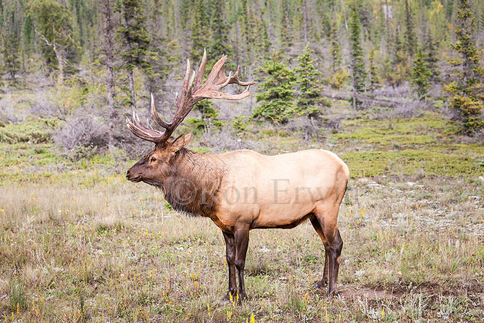 Bull Elk