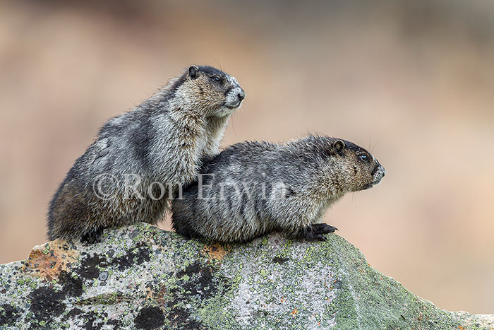 Hoary Marmots