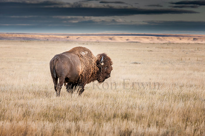 Plains Bison Bull