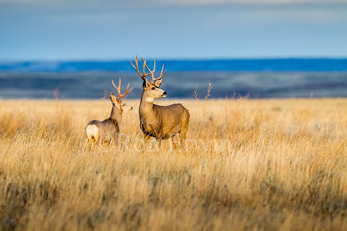 Mule Deer