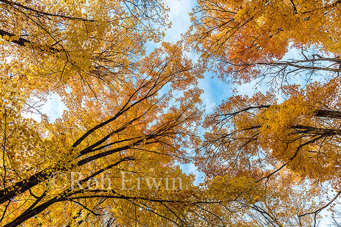 Algqonquin Autumn Yellows