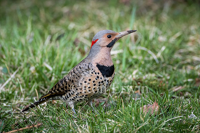 Northern Flicker Yellow-shafted Male