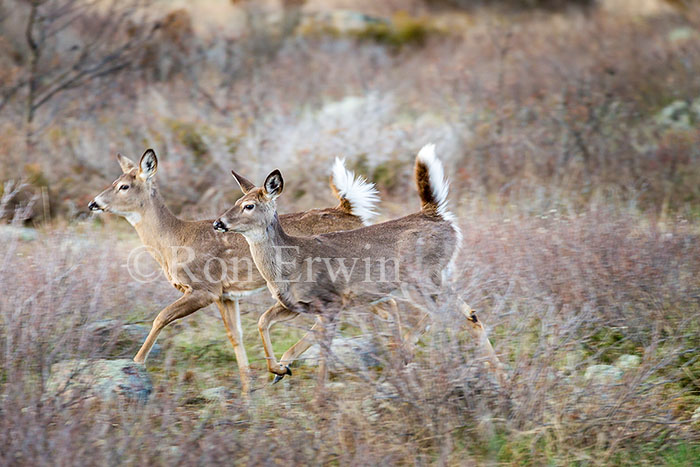 White-tailed Deer Flagging