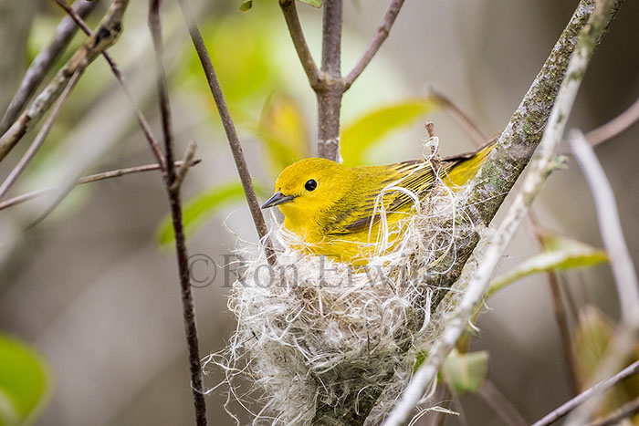 Yellow Warbler