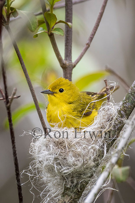 Yellow Warbler Female with Nest
