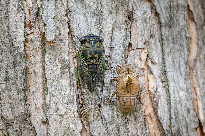 Dog-day Cicada Adult and Exoskeleton