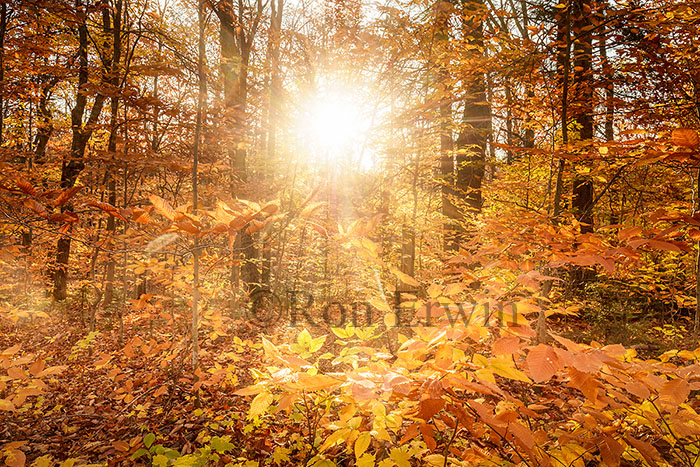 Sunlight through  Autumn Woods
