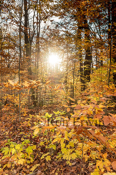 Sunlight through  Autumn Woods