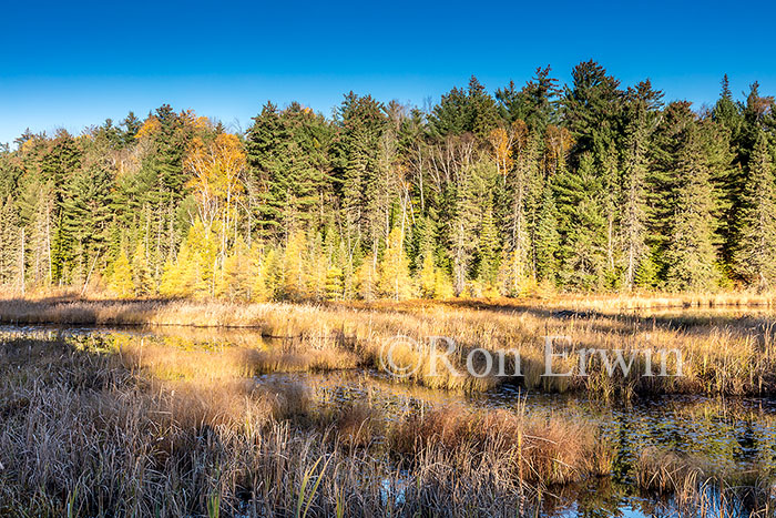 Algonquin Ontario Wetlands