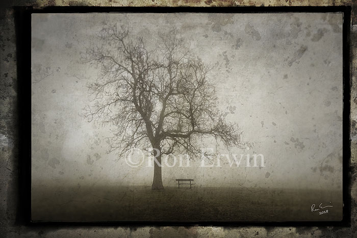 Tree in the Fog