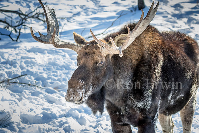 Bull Moose