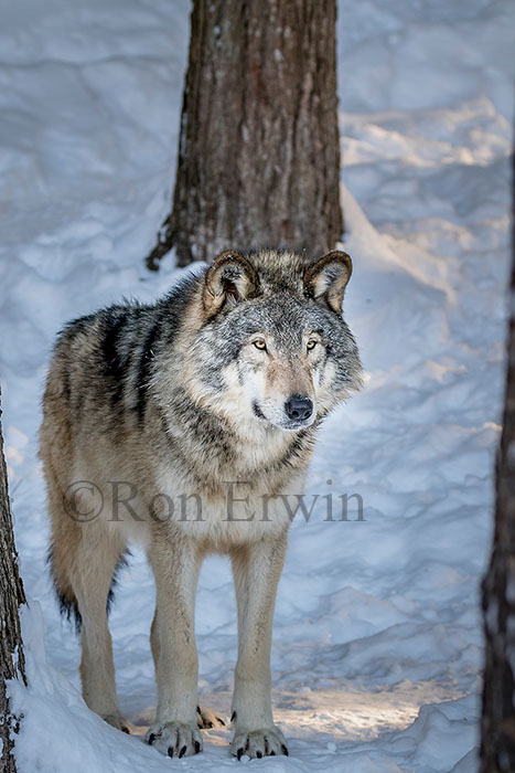 Grey Wolf Grey Wolf