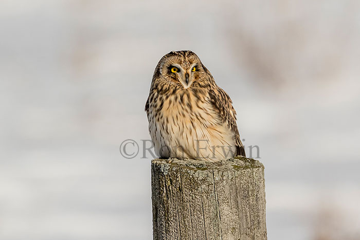 Short-eared Owl