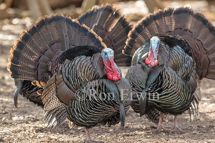 Wild Turkey Males