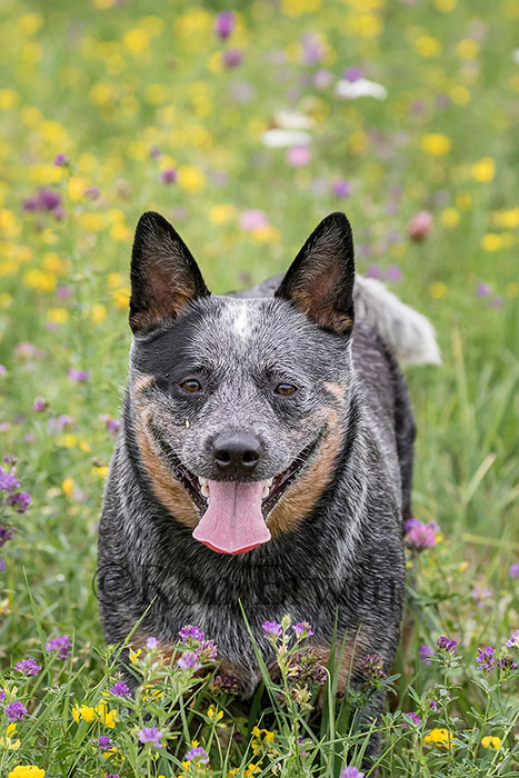 Australian Blue Heeler