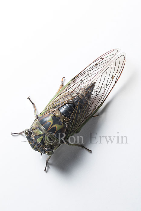 Dog-day Cicada or Heatbug