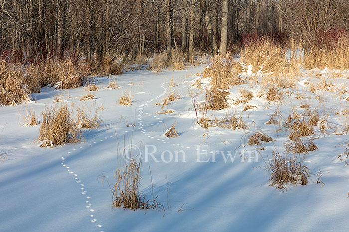 Wildlife Tracks in Snow