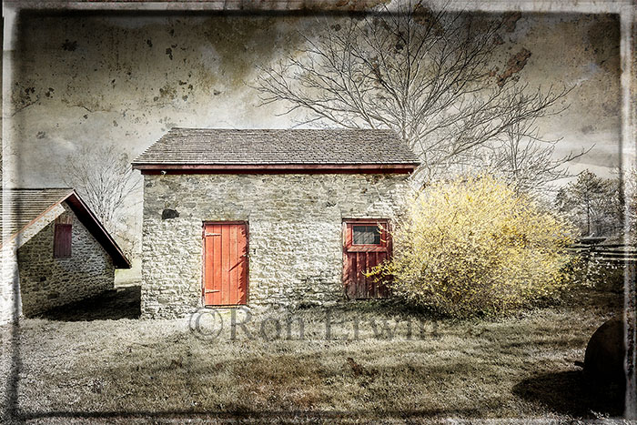 Red Doors, Yellow Flowers