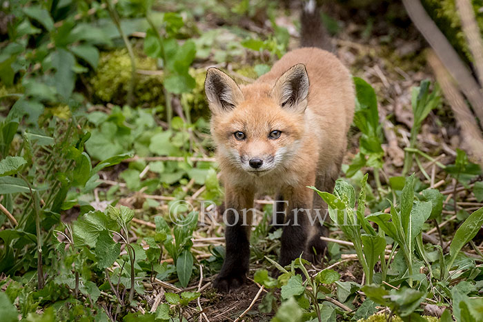 Young Red Fox