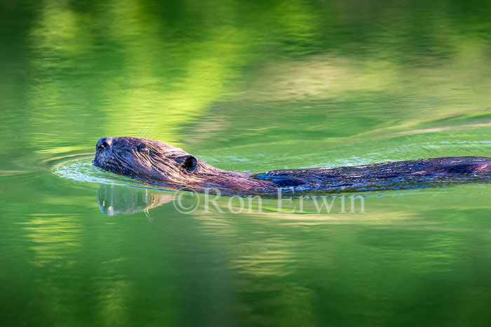 Beaver Swimming