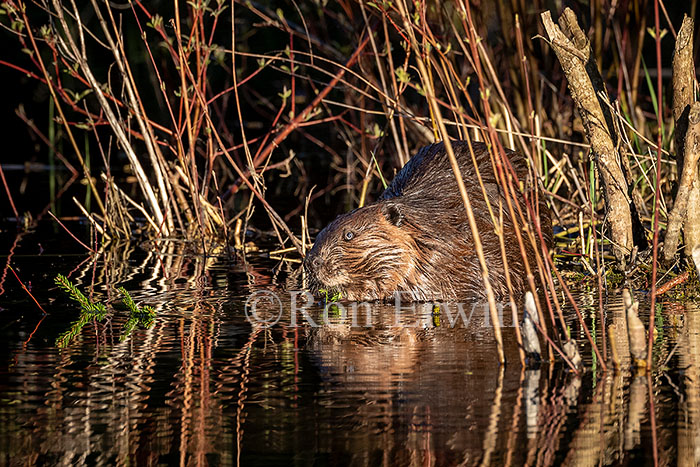 Beaver