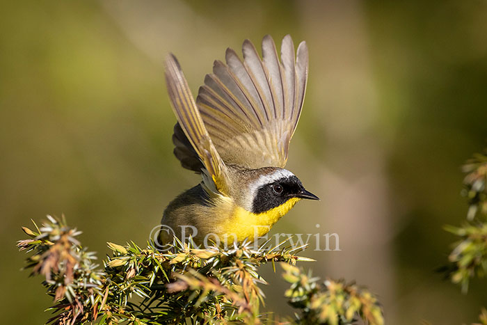 Common Yellowthroat Warbler Male