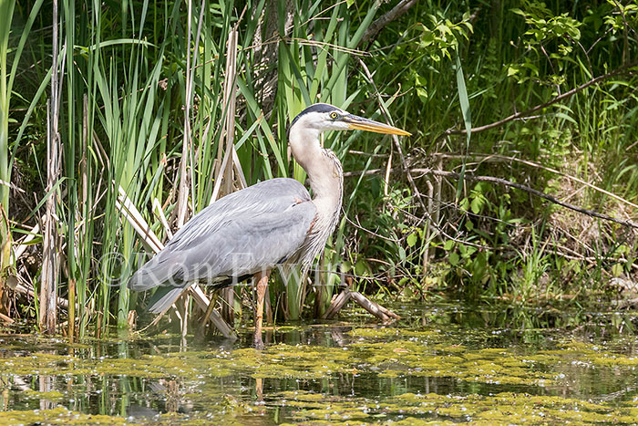 Great Blue Heron